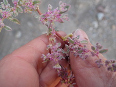 Aizoon sarcophyllum