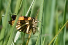 Isturgia limbaria