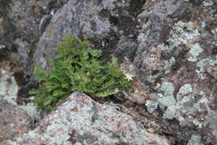 Ivesia baileyi