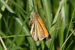 Isturgia limbaria
