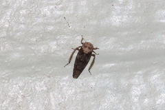 Paraphlepsius collitus