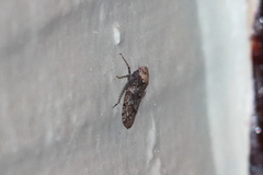 Paraphlepsius collitus