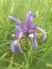 Iris reichenbachiana
