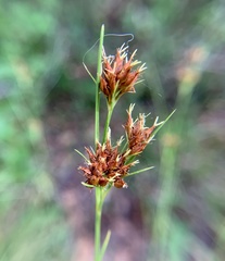 Rhynchospora fascicularis