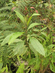 Lippia hirsuta