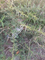 Vachellia xanthophloea