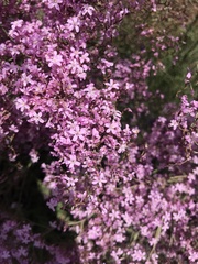 Saponaria