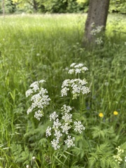 Anthriscus sylvestris