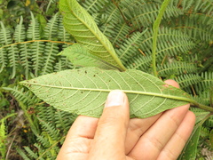 Lippia hirsuta