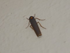 Sozusa scutellata