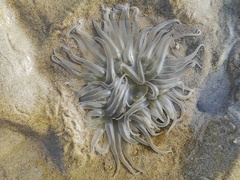 Paracondylactis sinensis