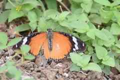 Hypolimnas misippus