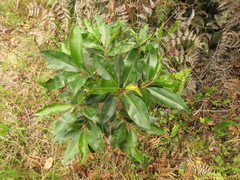 Myrsine coriacea