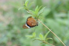 Hypolimnas misippus