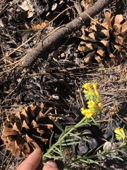Lithospermum multiflorum