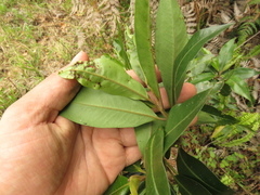 Myrsine coriacea