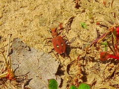 Cicindela campestris