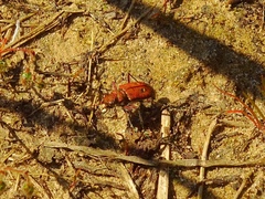 Cicindela campestris