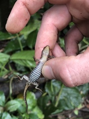 Keel-Bellied Shade Lizard photo 1