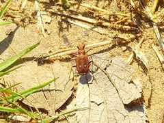 Cicindela campestris