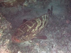 Epinephelus polyphekadion