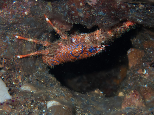 spinous squad lobster