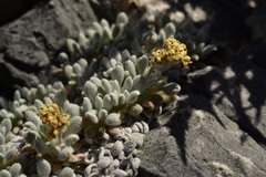Eriogonum gilmanii
