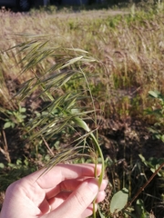 Bromus tectorum