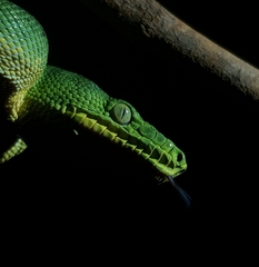 Corallus caninus