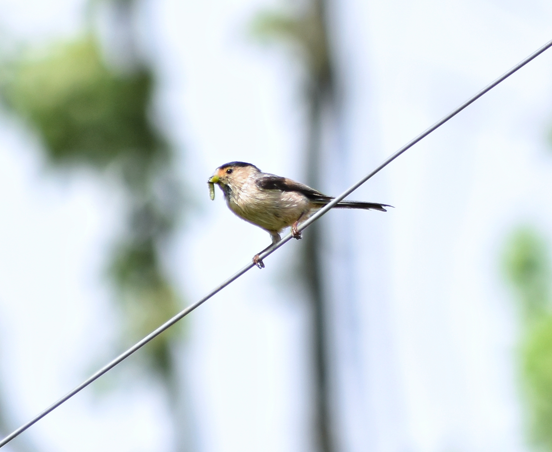 Silver-throated Bushtit