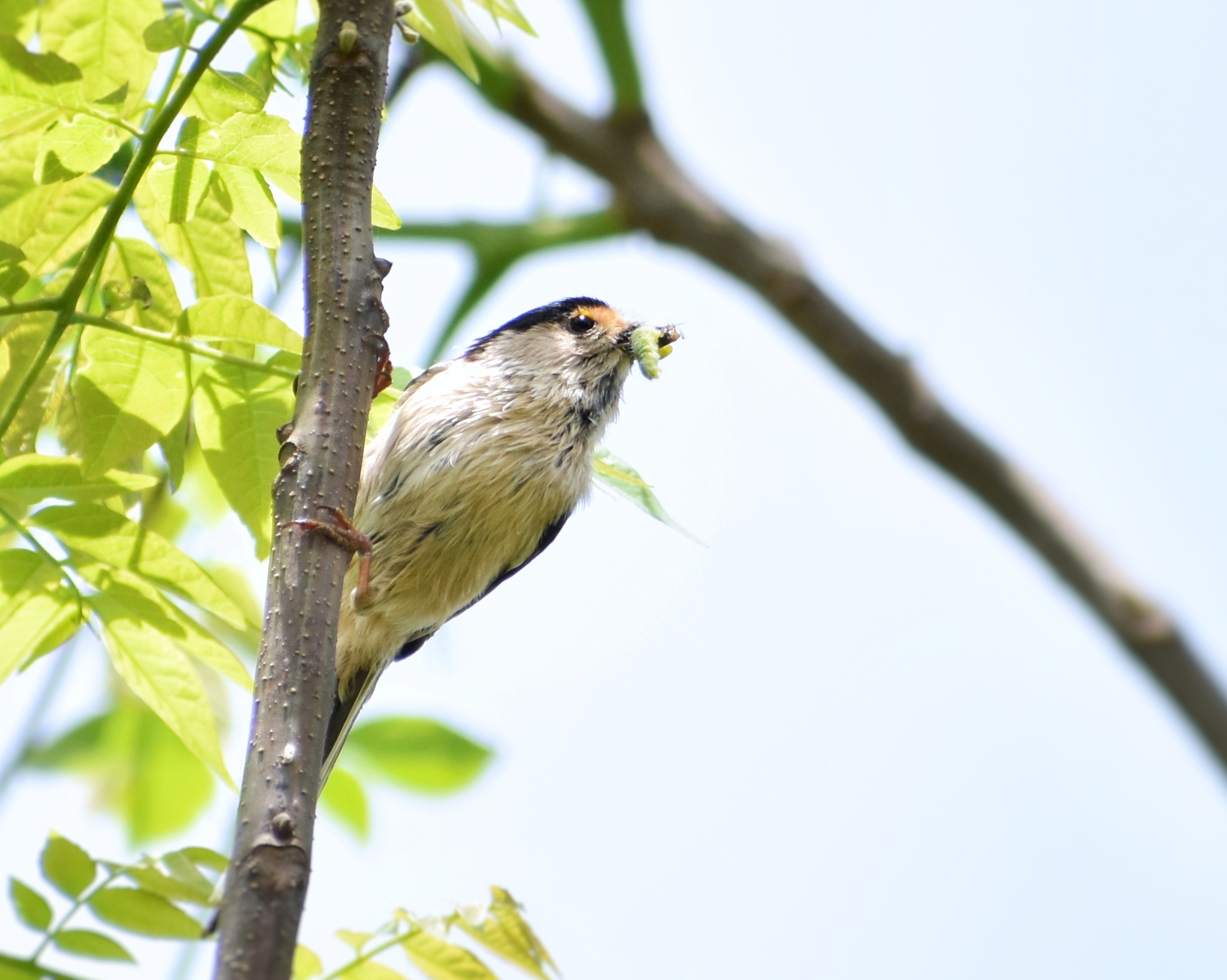 Silver-throated Bushtit