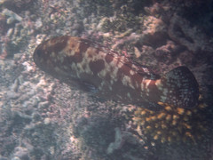 Epinephelus polyphekadion