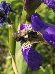 Osmia bucephala