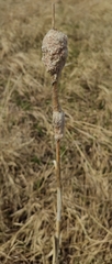 Typha incana