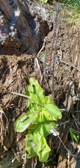Pinguicula corsica