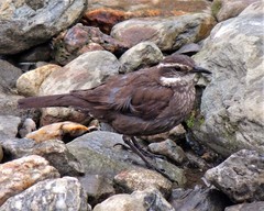 Cinclodes patagonicus