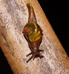 Helicarion cuvieri