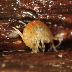 Gammarus fasciatus