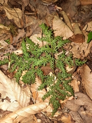 Sceptridium dissectum dissectum