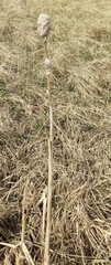 Typha incana