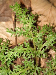 Sceptridium dissectum dissectum