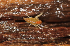 Gammarus fasciatus