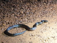 Atractus flammigerus