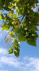 Catalpa speciosa
