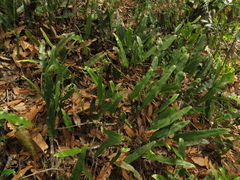 Serpocaulon levigatum
