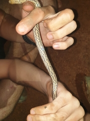 Atractus flammigerus