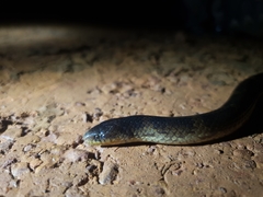Atractus flammigerus