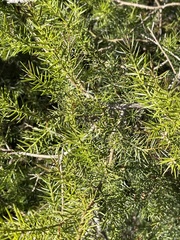Acacia verticillata