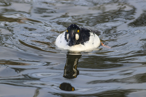 Porrón osculado (Bucephala clangula)