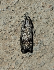 Ofatulena duodecemstriata